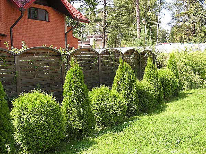 Сочетание растений в ландшафтном дизайне. - GreenhouseBay.ru