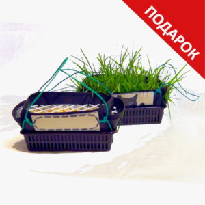 Трава для кошек в подвесном кашпо - greenhousebay.ru